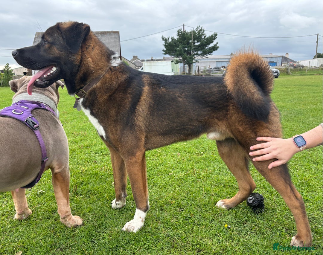 Akita dogs for stud: Tibetan Mastiff X American Akita for Stud - Image 1