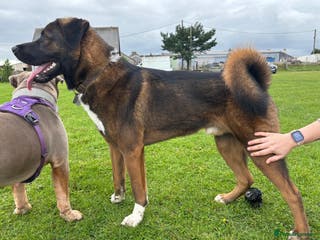 Akita dogs Tibetan Mastiff X American Akita for Stud - Advert 1