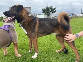 Akita dogs Tibetan Mastiff X American Akita for Stud - Advert 1