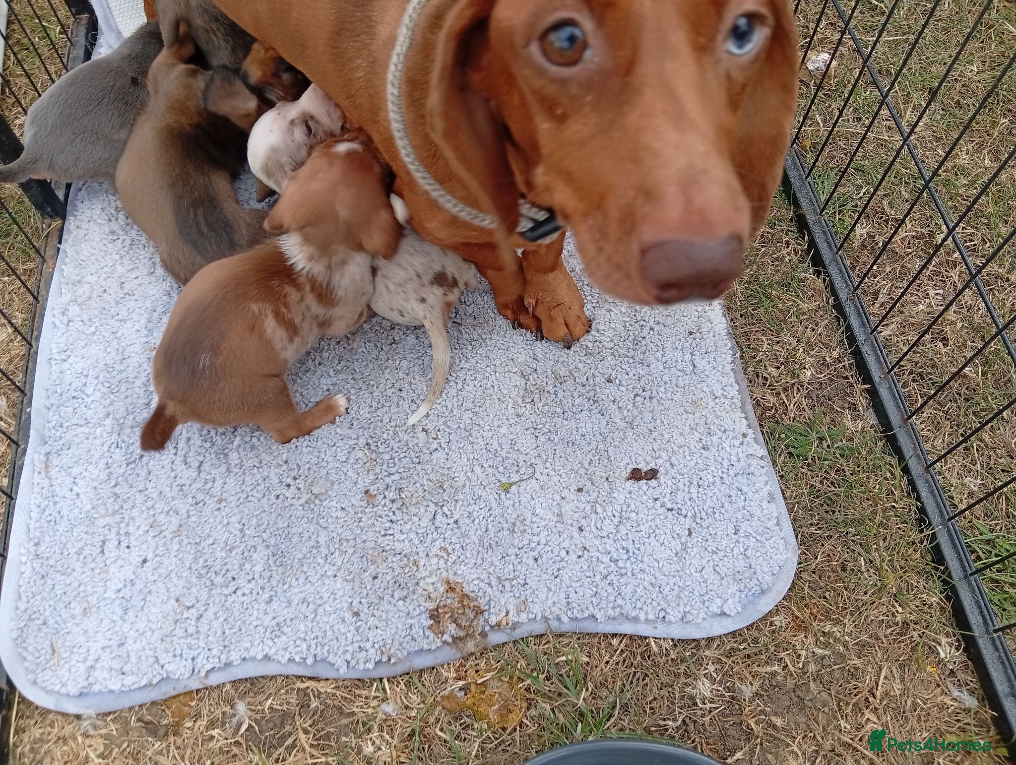 Dachshund dogs Dachshund puppies - Advert 6