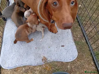 Dachshund dogs Dachshund puppies - Advert 3