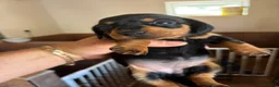 Miniature Dachshund dogs for sale:  Last Black and Tan girls remaining  - Advert 2