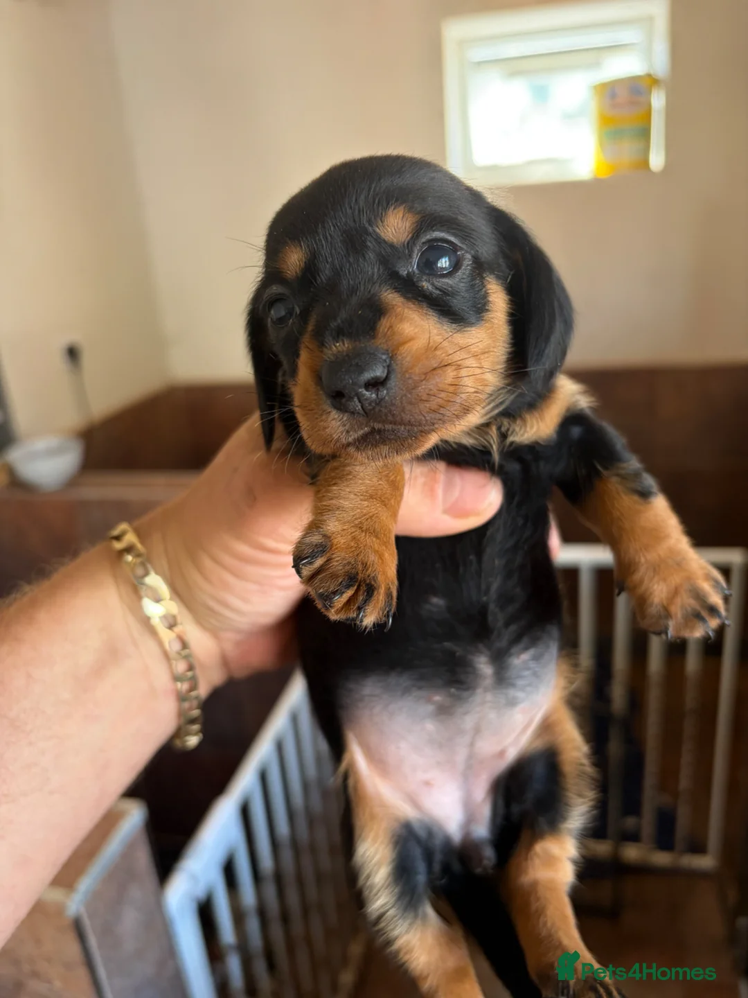 Miniature Dachshund dogs for sale:  Last Black and Tan girls remaining  - Advert 2