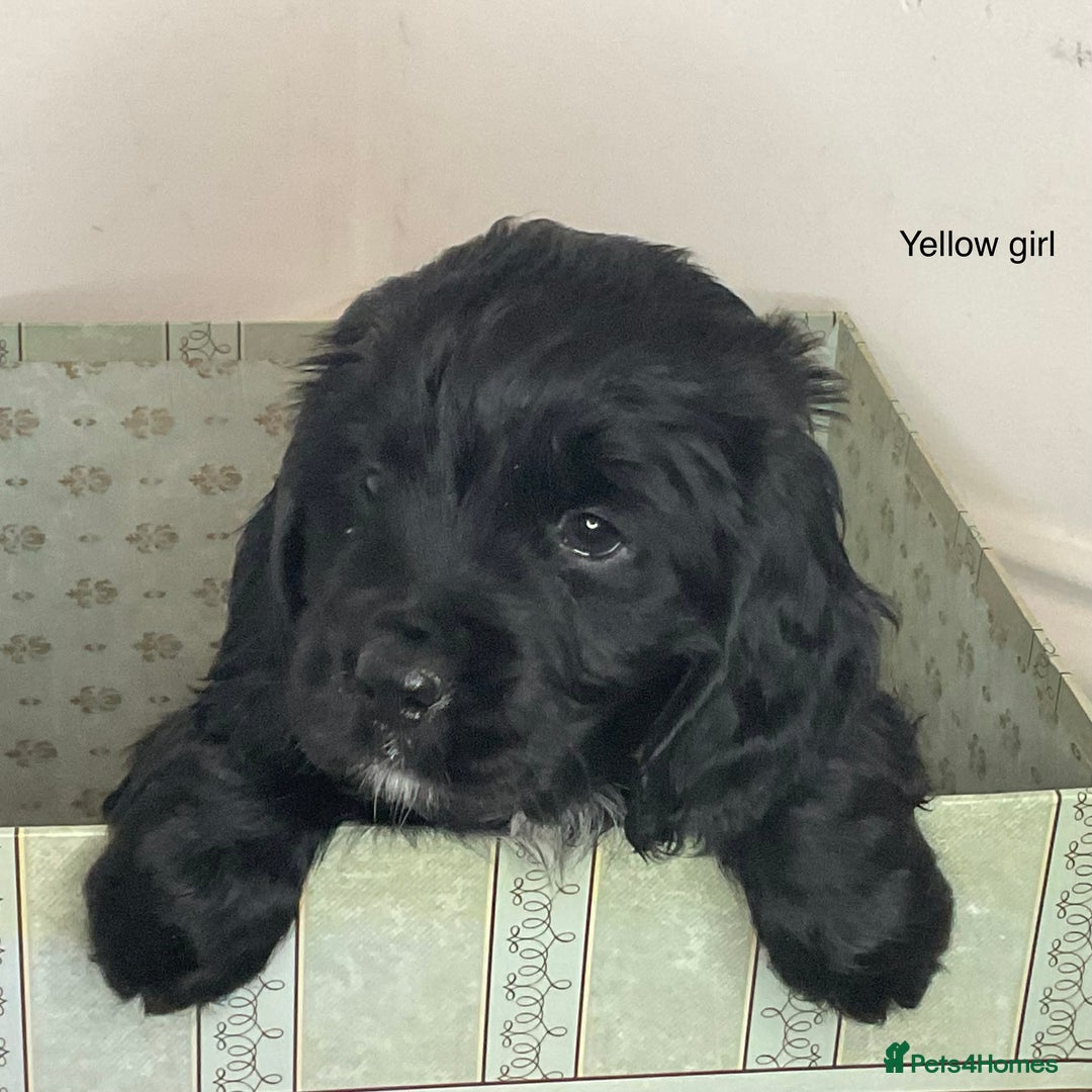 Cocker Spaniel dogs for sale: Hereditary clear working cock spaniels - Advert 4