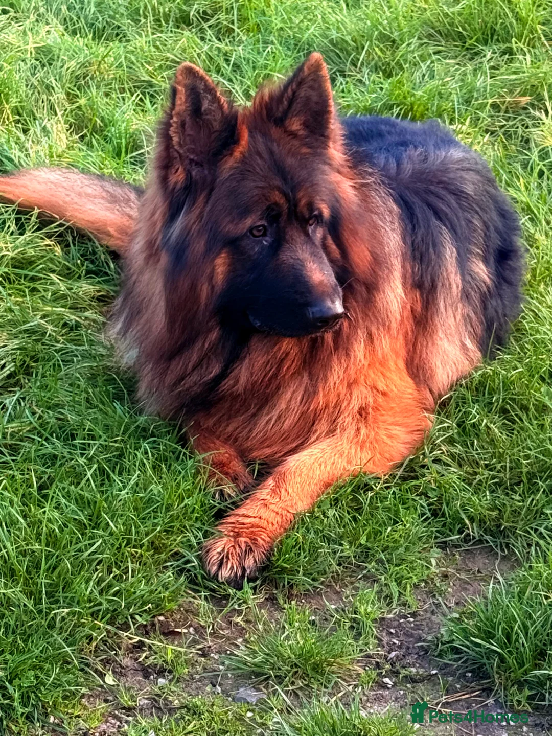 German Shepherd dogs for stud: Bear🤩kc reg proven long haired health tested stud - Advert 3