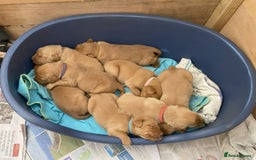 Labrador Retriever dogs for sale: Fox Red Puppies for Sale - Image 3