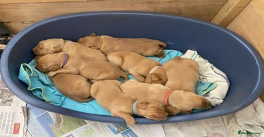 Labrador Retriever dogs - Advert 3