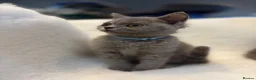 British Shorthair cats for sale: Stunning BSH male and female kittens.. READY NOW!  - Advert 14