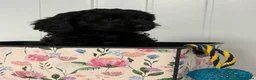 Cavapoo dogs for sale: Cavapoo puppies in Larkhall - Advert 8