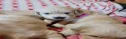 Golden Retriever dogs for sale: Golden retriever puppies  - Advert 5