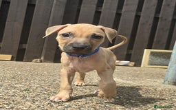 Mixed Breed dogs for sale: Staff cross pups - Image 21