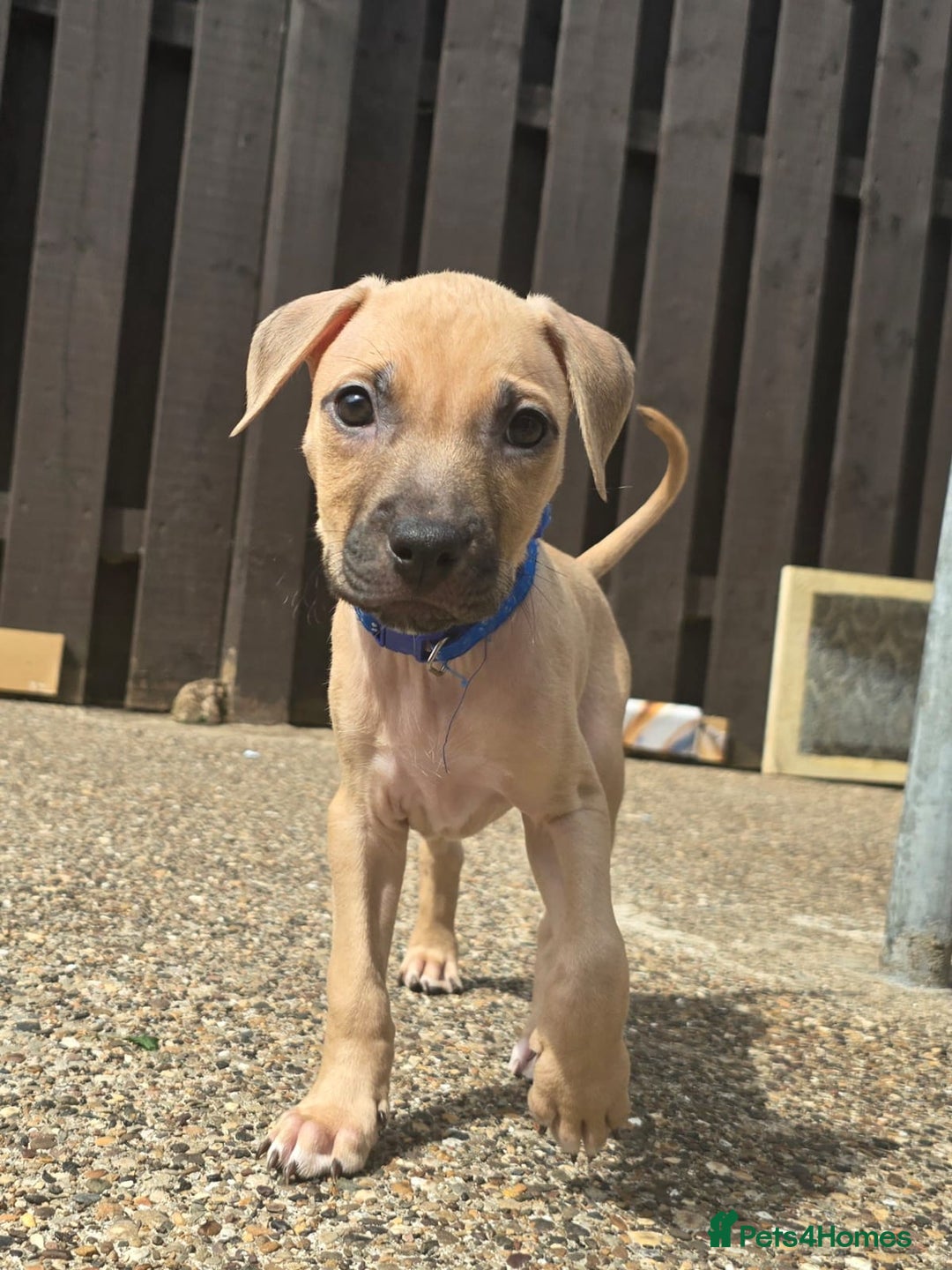 Mixed Breed dogs for sale: Staff cross pups - Image 21