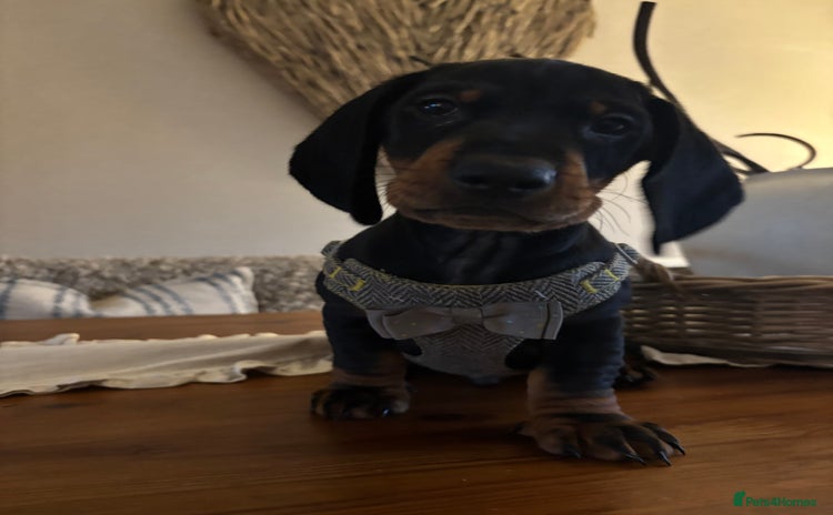 Dachshund dogs - Advert 7