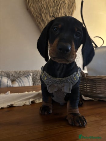 Dachshund dogs - Advert 7