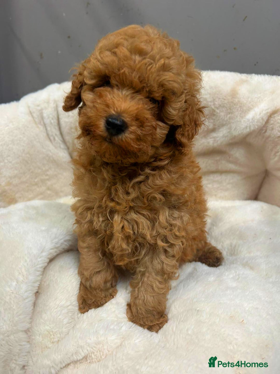 Toy Poodle dogs for sale: Top Quality Red KC Reg. Toy Poodle Puppies - Advert 6