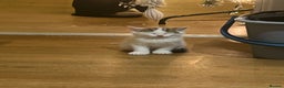 Mixed Breed cats for sale: male white and tabby kitten - Advert 2