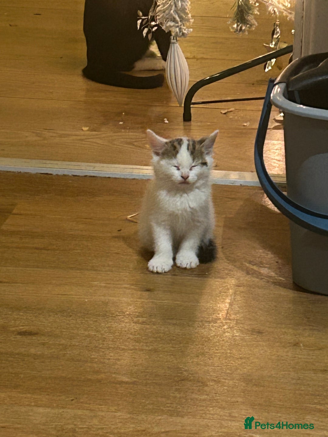 Mixed Breed cats for sale: male white and tabby kitten - Advert 2