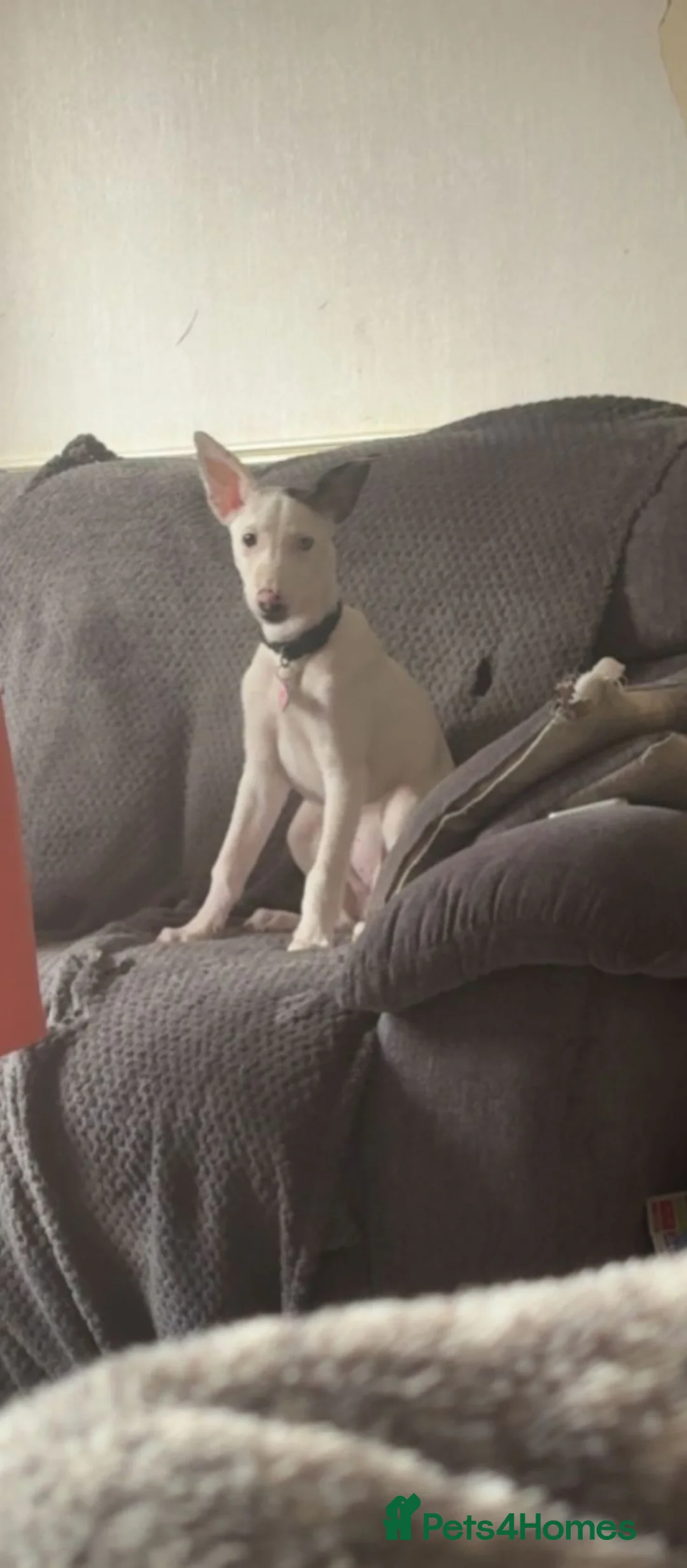 Mixed Breed dogs for sale: Sweet baby for rehoming  - Advert 2