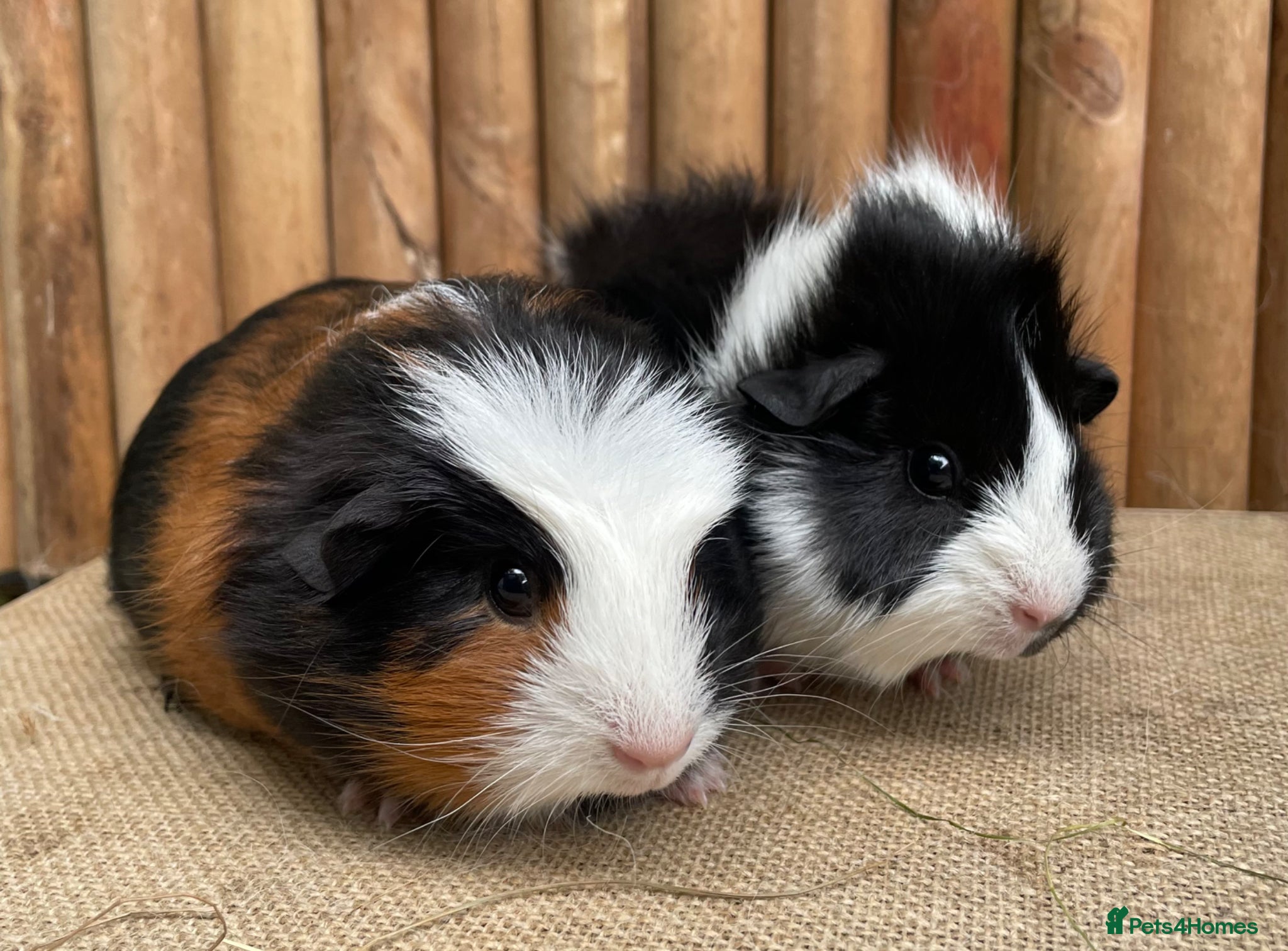 Guinea Pig rodents Baby sows. - Advert 10