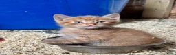 British Shorthair cats for sale: 5 kitten looking for a good home  - Advert 1