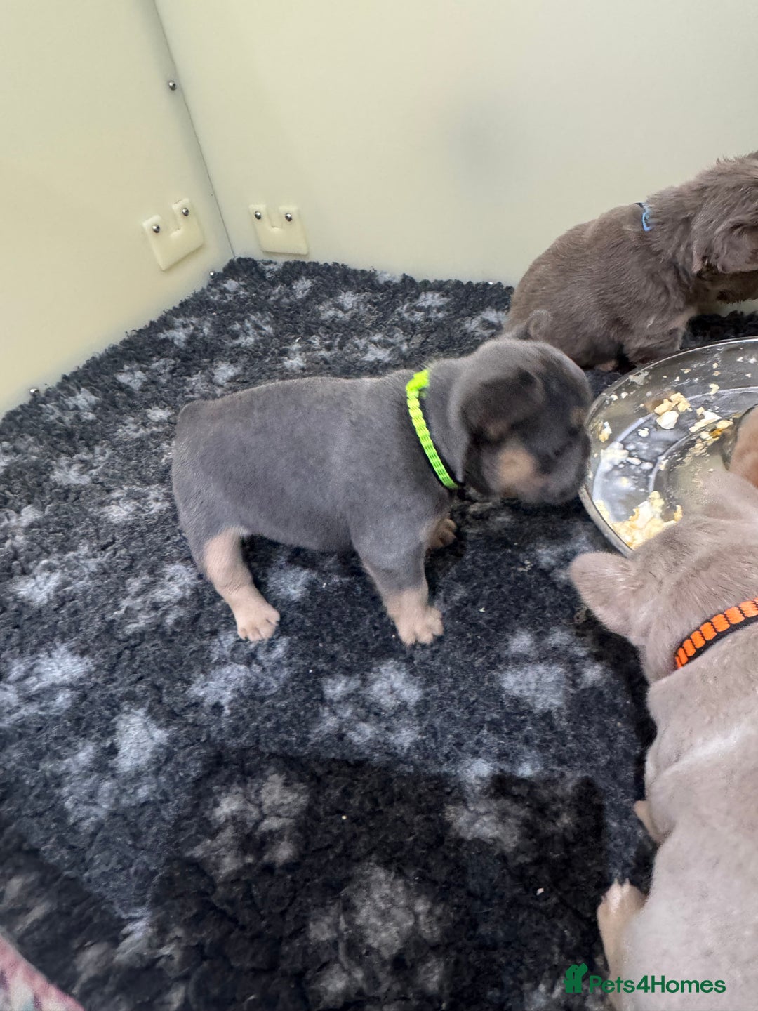French Bulldog dogs for sale: Outstanding Frenchie pups  - Advert 11