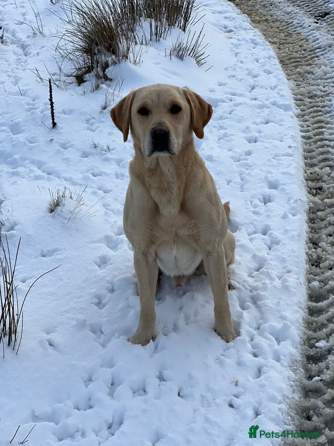 Labrador Retriever dogs for sale: Gorgeous Black Labrador Puppies  - Advert 3