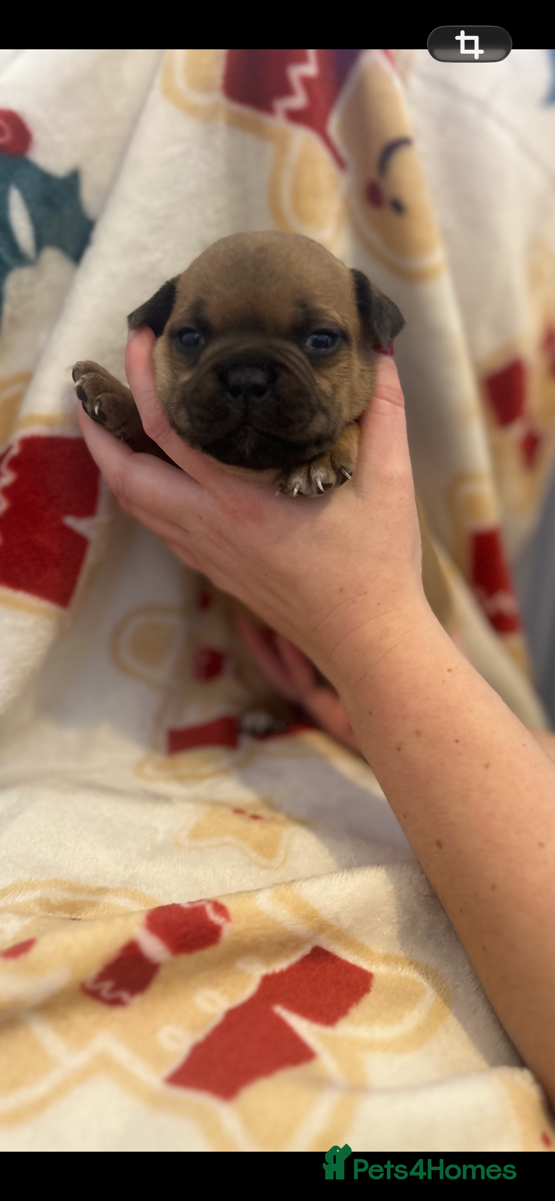 Staffordshire Bull Terrier dogs for sale: Outstanding boys ✨ - Advert 13