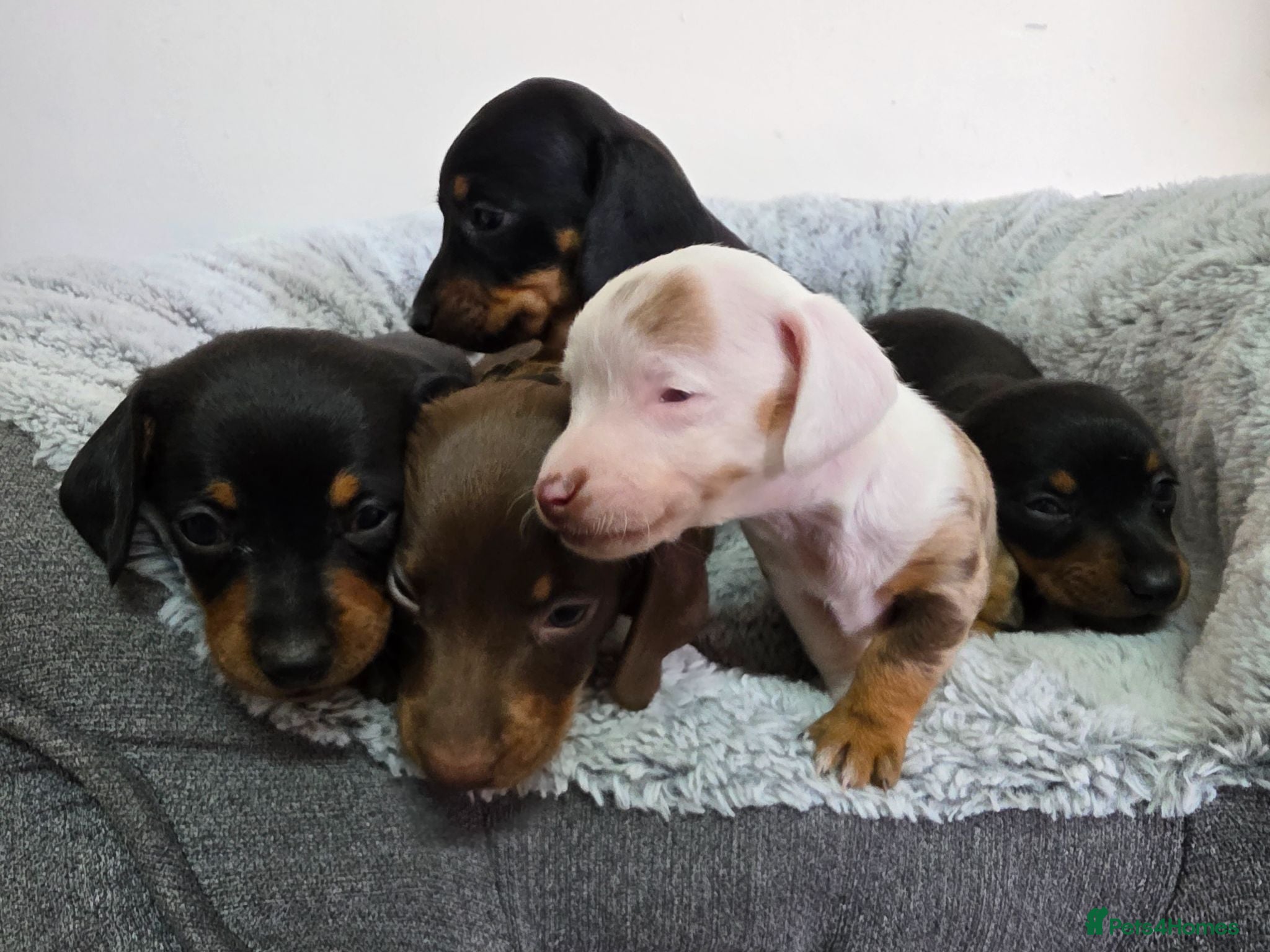 Dachshund dogs Beautiful Standard Dachshund Puppies  - Advert 9