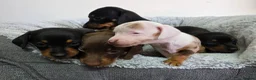 Dachshund dogs for sale: Beautiful Standard Dachshund Puppies  - Advert 1