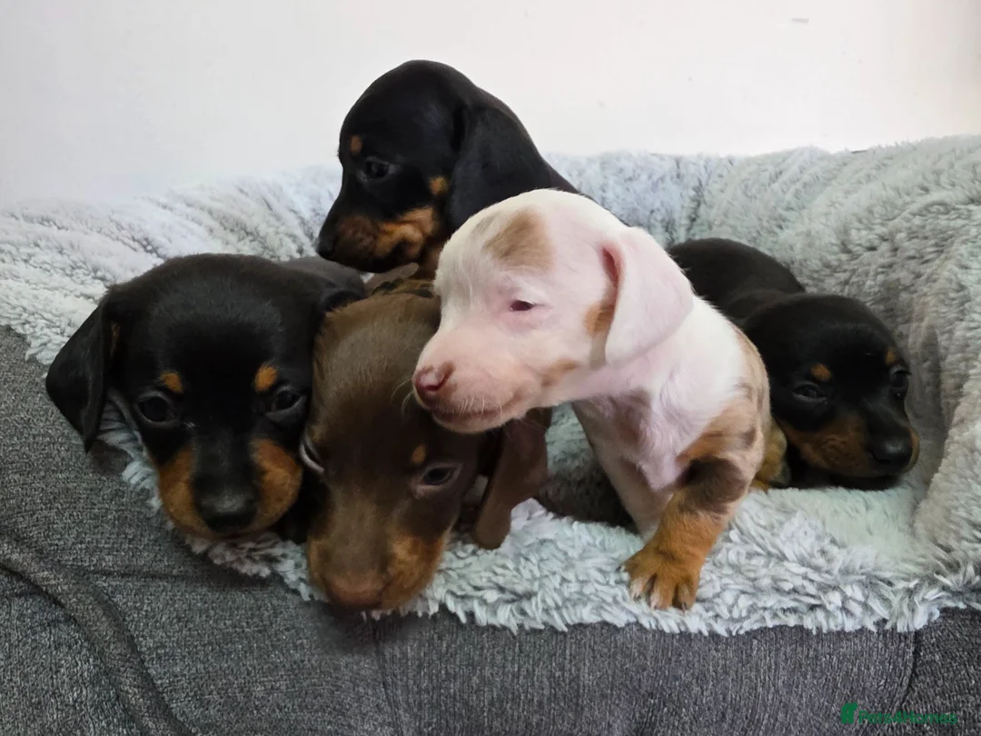 Dachshund dogs for sale: Beautiful Standard Dachshund Puppies  - Advert 1