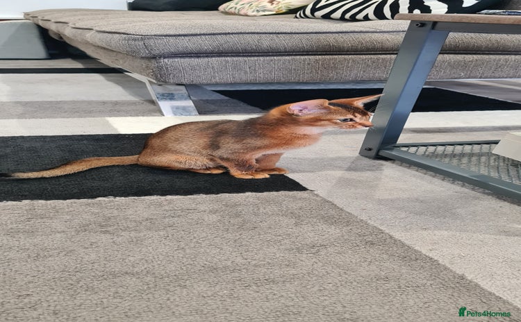 Abyssinian cats - Advert 1