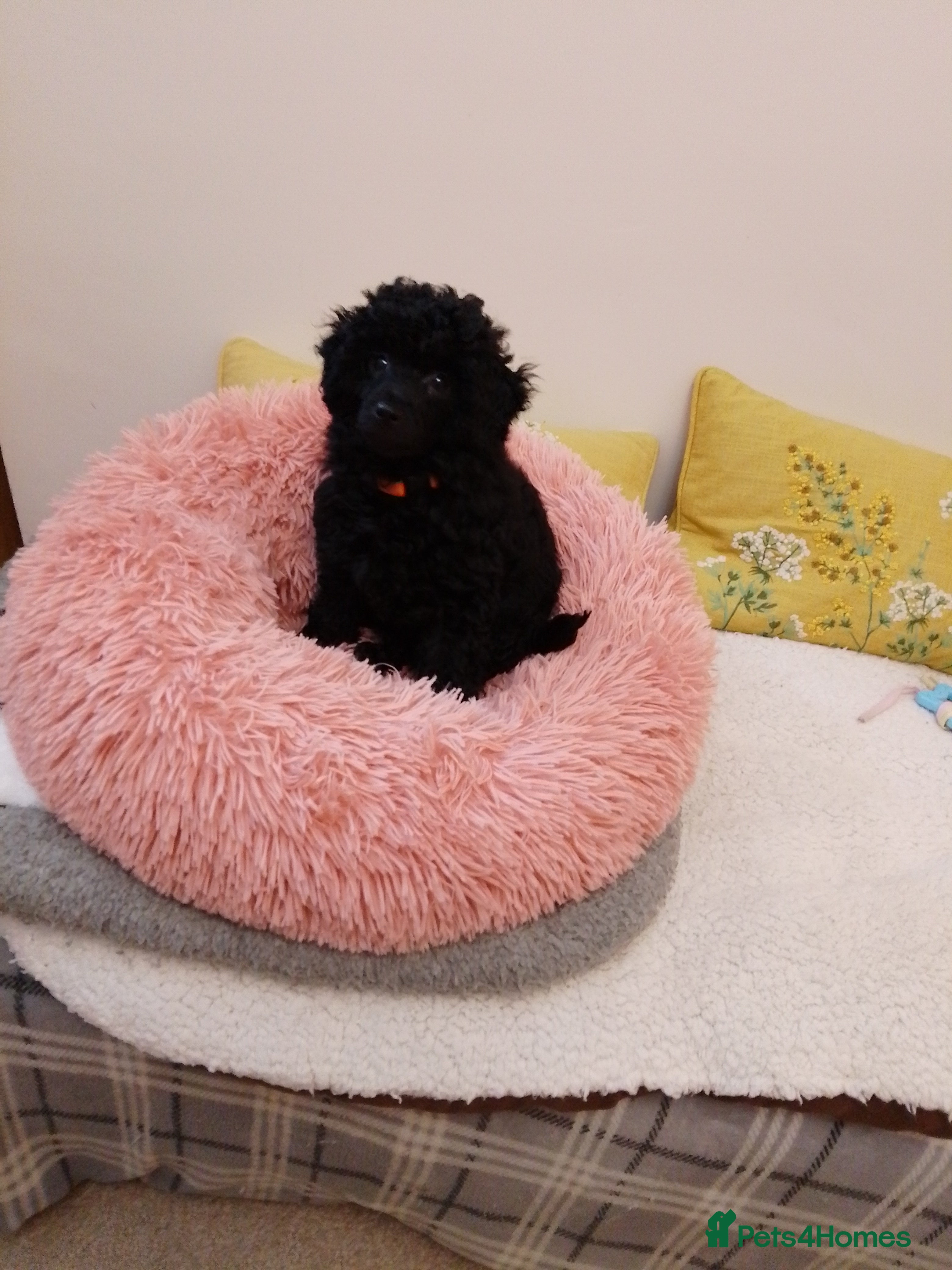 Toy Poodle dogs   KC reg Toy Poodle girl fully vaccinated  - Advert 9