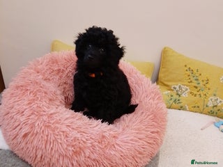 Toy Poodle dogs KC reg Toy Poodle girl fully vaccinated - Advert 9
