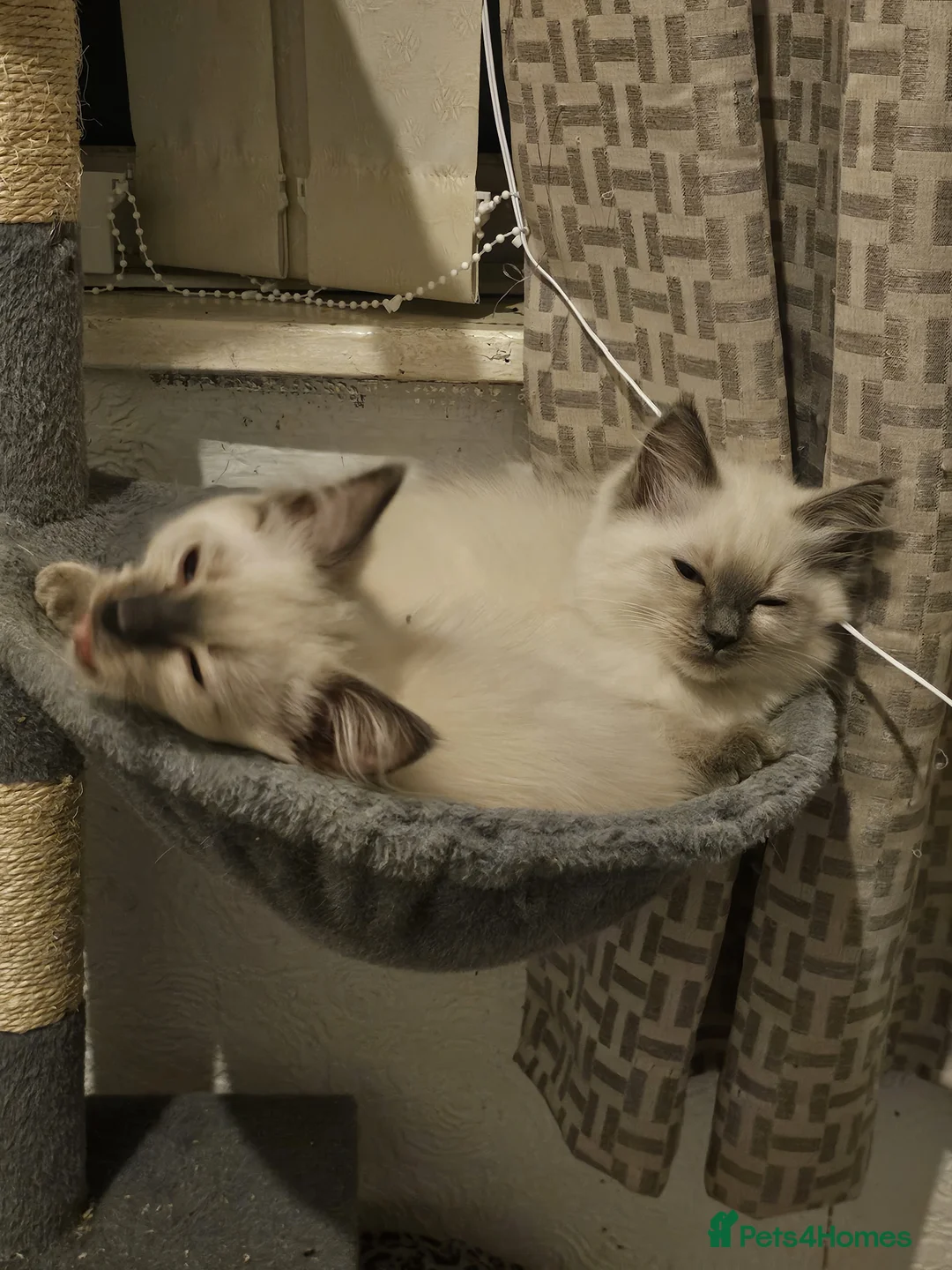 Ragdoll cats for sale: Blue point kittens for sale - Advert 3