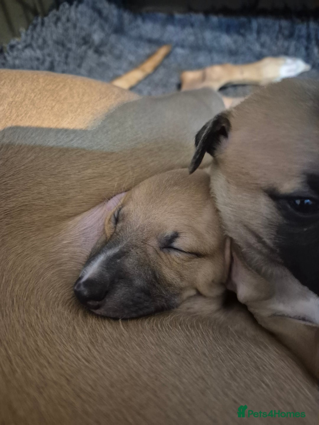 Whippet dogs for sale: 5 fawn kc whippet puppies beauitful markings  - Image 13