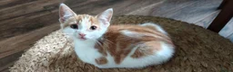 Mixed Breed cats for sale: Ginger-and-white boys and one Clico girl - Advert 13