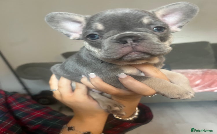French Bulldog dogs - Advert 5
