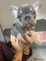 French Bulldog dogs - Advert 13