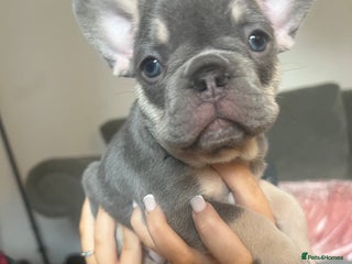 French Bulldog dogs - Advert 1
