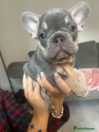 French Bulldog dogs - Advert 2