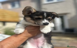 Welsh Corgi Pembroke dogs for sale: Champion bloodline KC reg. Pembrokes - Image 14