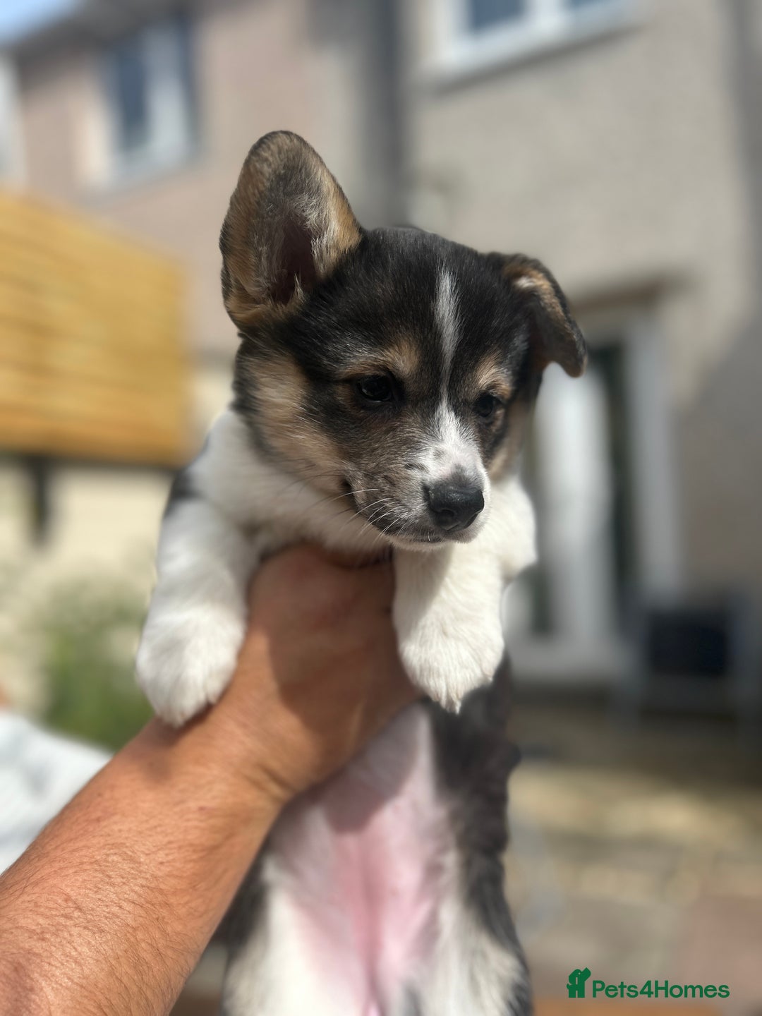 Welsh Corgi Pembroke dogs for sale: Champion bloodline KC reg. Pembrokes - Image 14