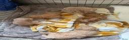 Mixed Breed dogs for sale: Boo-boo puppies - Advert 1