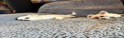 Chihuahua dogs for sale: 4 smooth coat apple head Chihuahua puppies - Advert 14