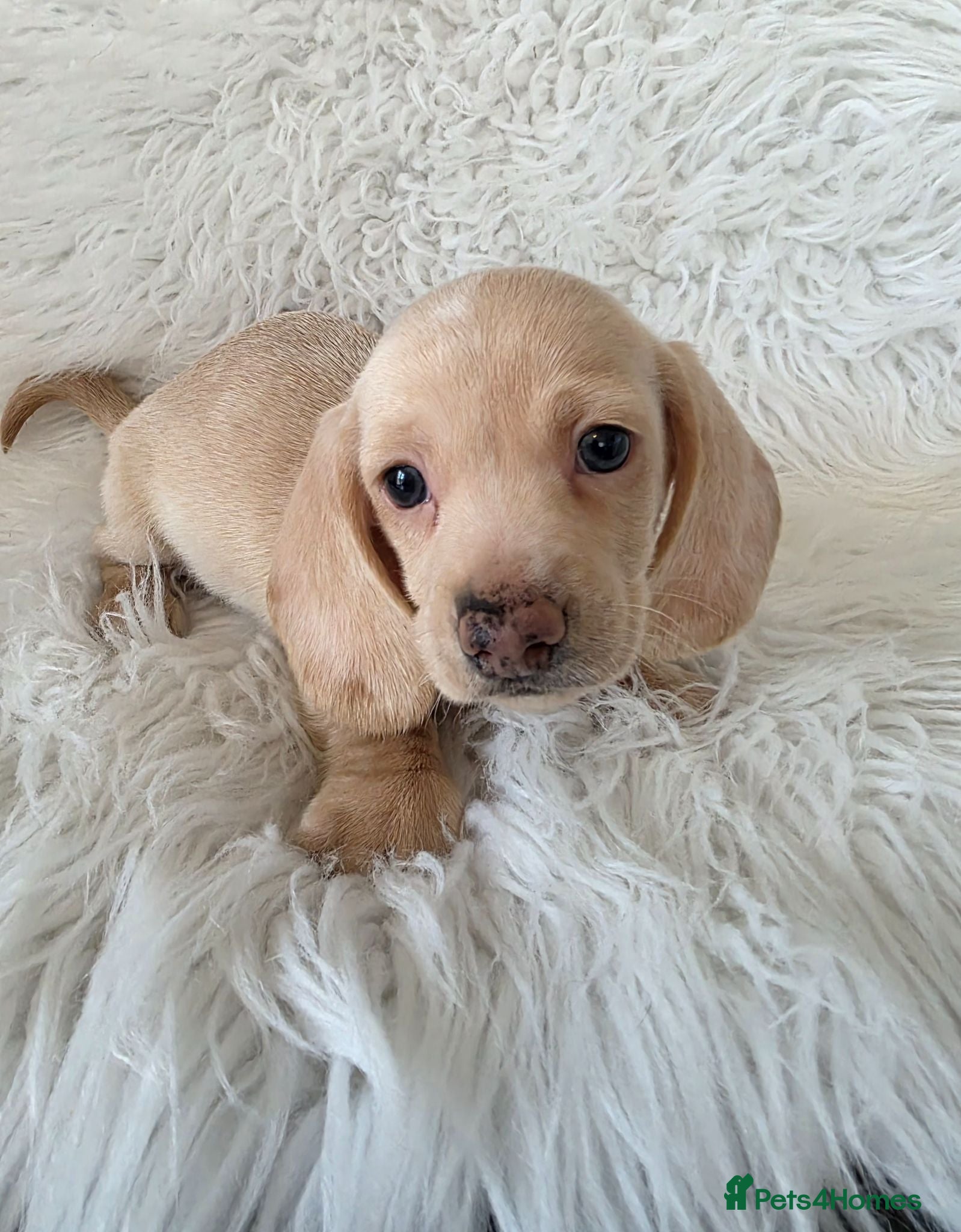 Miniature Dachshund dogs KC reg cream dachshunds  - Advert 15