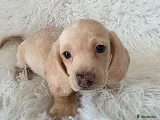 Miniature Dachshund dogs KC reg cream dachshunds - Advert 15