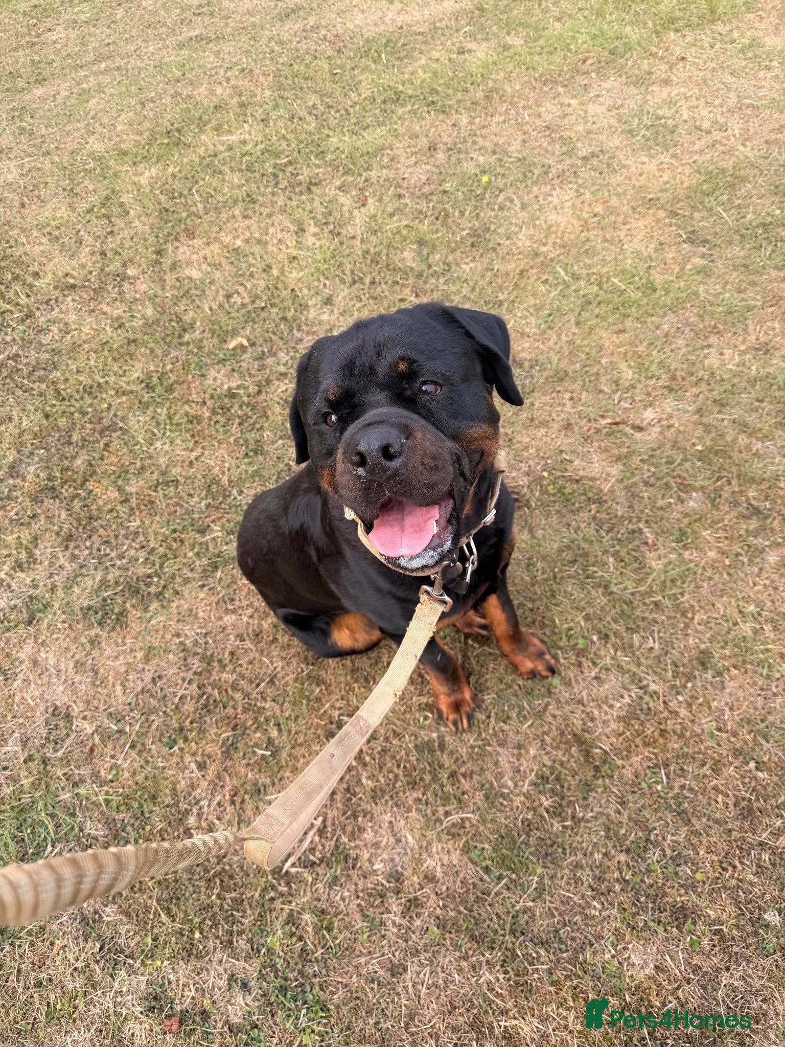 Rottweiler dogs Male Rottweiler- Mason - Advert 1