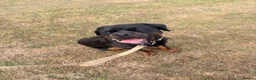 Rottweiler dogs for sale: Male Rottweiler- Mason - Advert 1