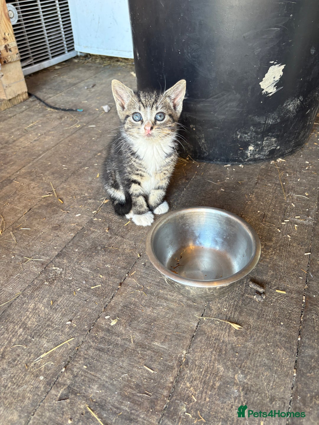 Mixed Breed cats for sale: One girl black kitten left  - Image 1