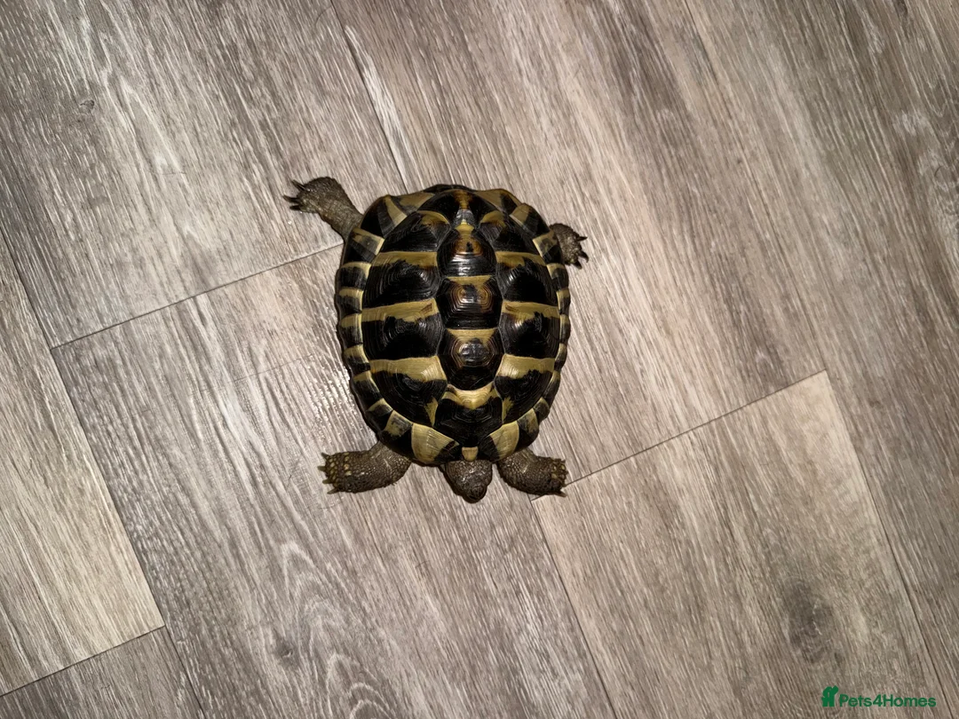 Hermann Tortoise reptiles for sale: Hermann tortoise in Wallington - Advert 2